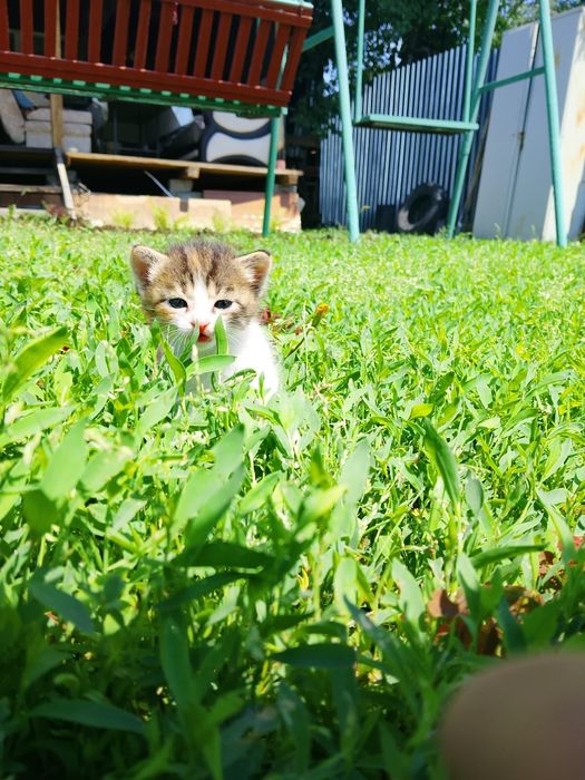Отдам котят в добрые руки