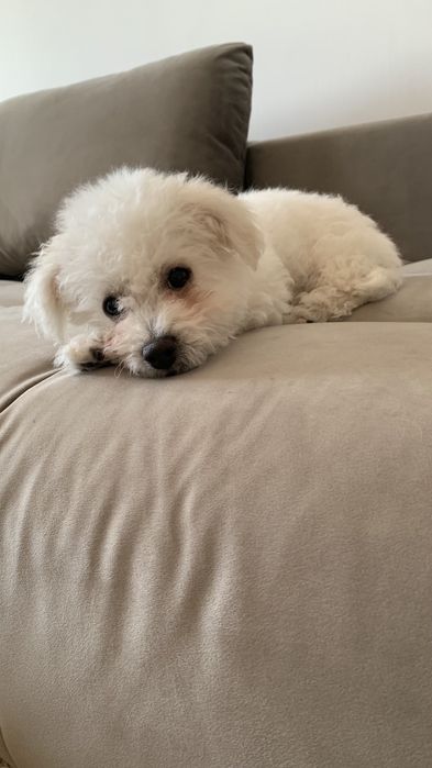 Bichon  maltez 3 luni