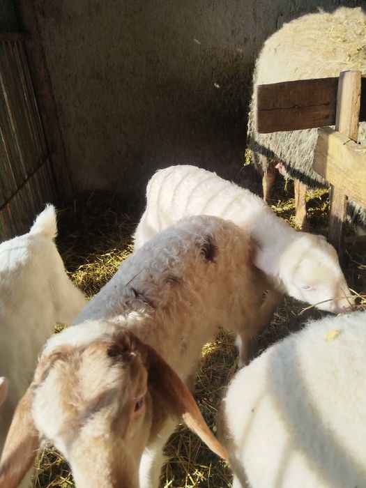 Berbeci Assaf și Lacauna.