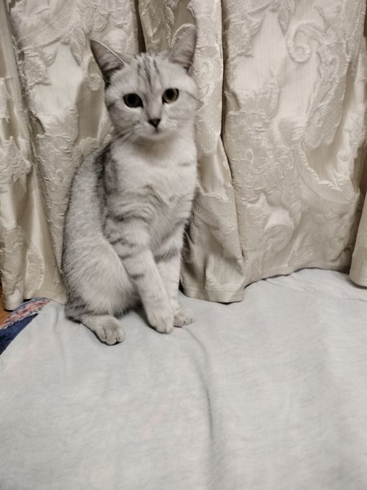 Продам кошечку скотиш страйт