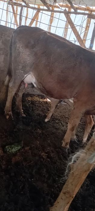 Vacă la primul vițel. Este fătată de curând. Disponibila cu vițel