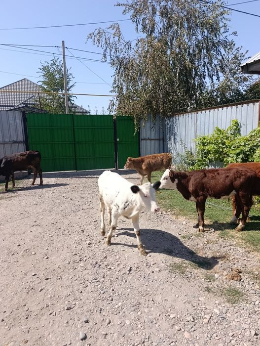 Продаются бычки и тёлочки