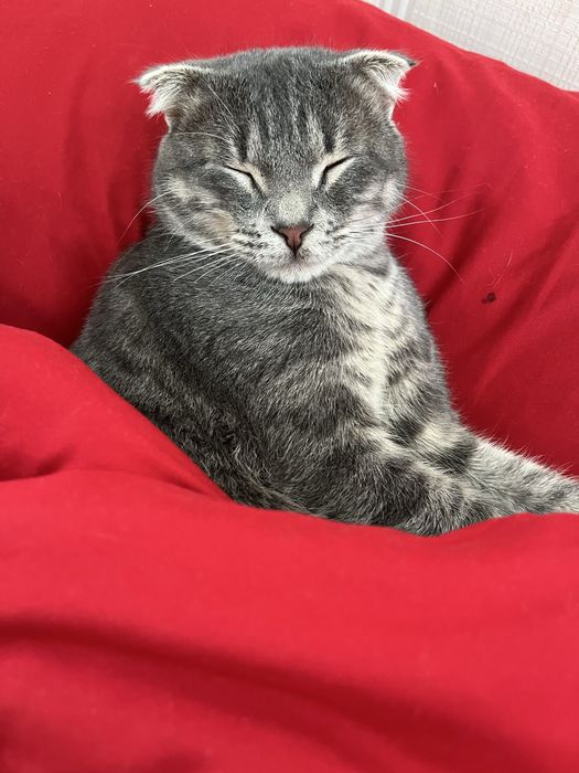 2кота 1кошка умные у всех