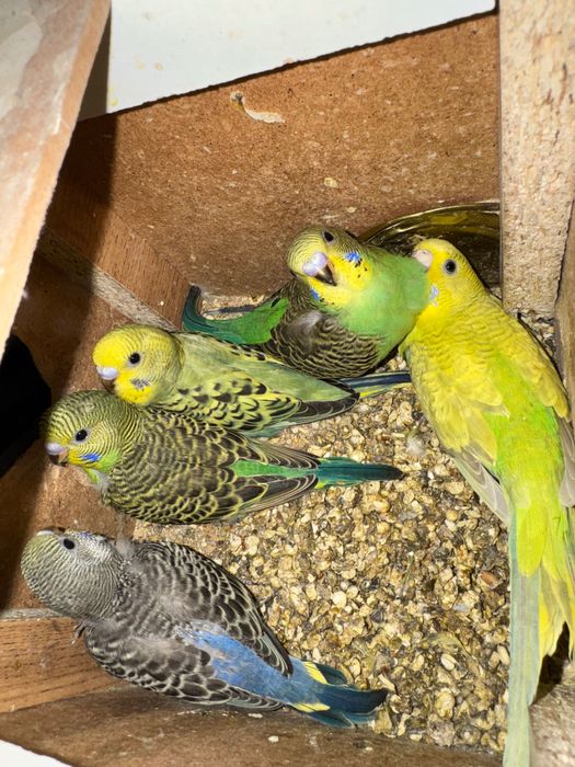 Попугай волнистый