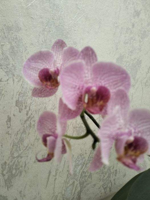 Комнатные цветы.Опхидея.