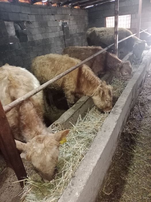 быр жасар еркек буқаша