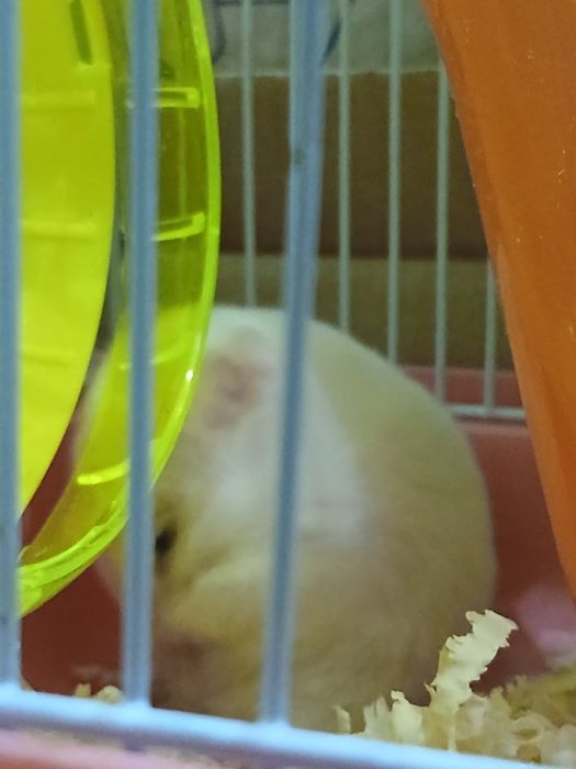 Сирийские хомяки