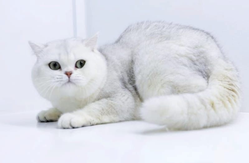 Британская шиншила