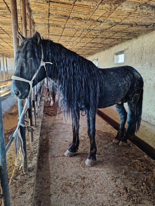 Айғыр үйір Айғыр