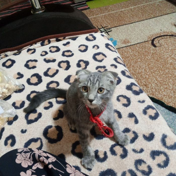 Shotland mushukcha, Scottish Fold