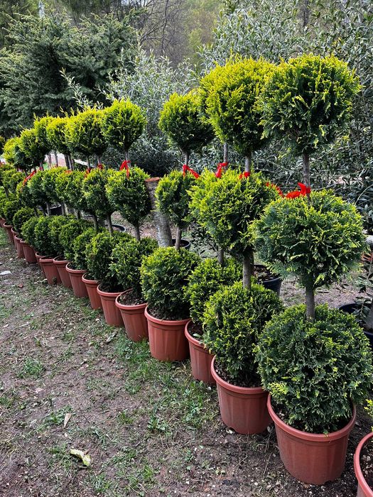 Tuia smarald Leylandii chipaross