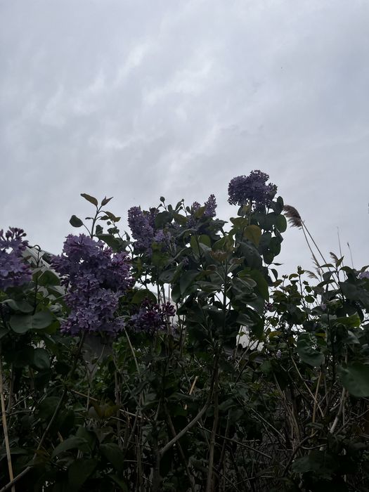 Веточки сирени 300 тг