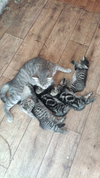Котята  крысоловы возраст 2 месс
