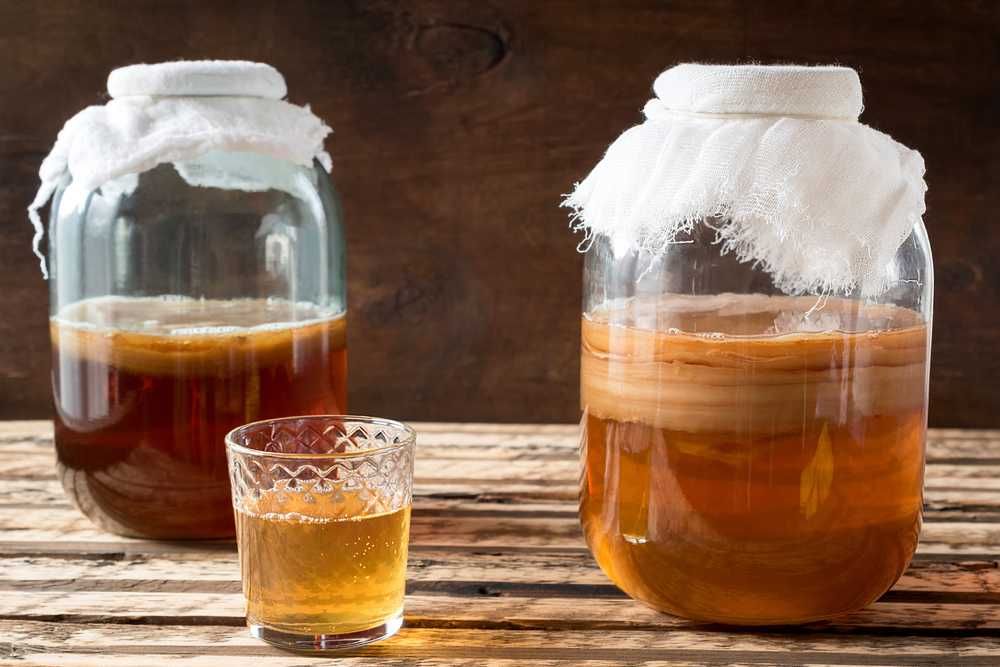 Kombucha - kit starter