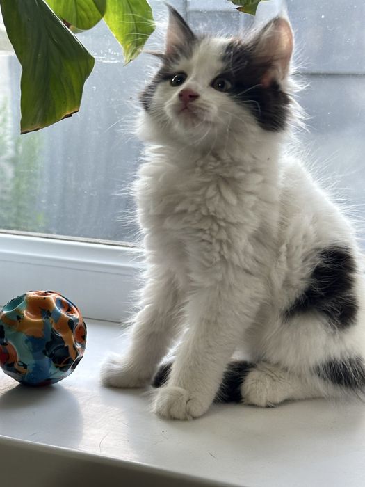 Котенок мальчик с сердечком на шерсти
