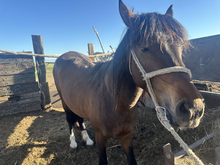 Айгыр сатамын 5 жас
