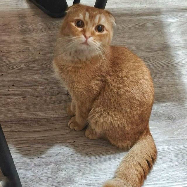 Золотая шиншила Скотш 1,5 года Мальчик