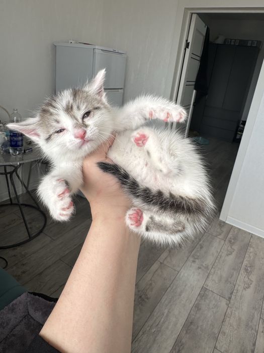 Котята девочки ищут дом