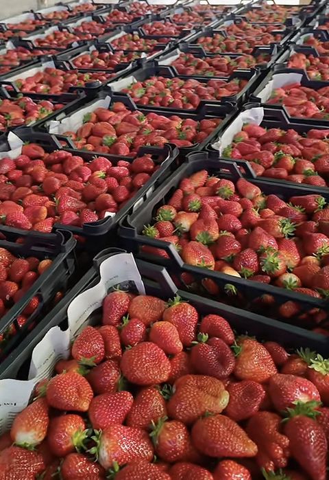 Клубника месный шымкент