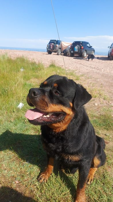 Ротвейлер  в поисках невесты