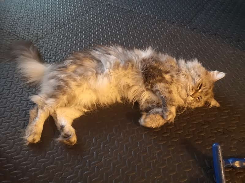 Коте порода Мейн Кун