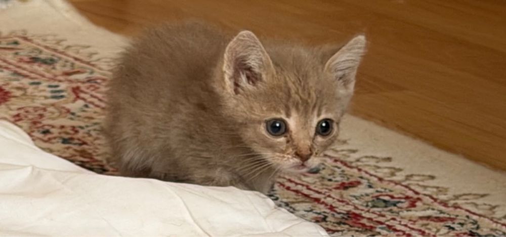 В добрые руки котенка