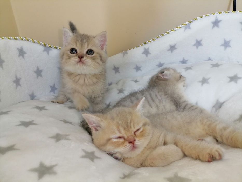 Скотиш фолд страйты