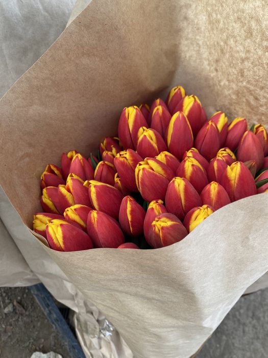 Тюльпаны оптом Алматы !