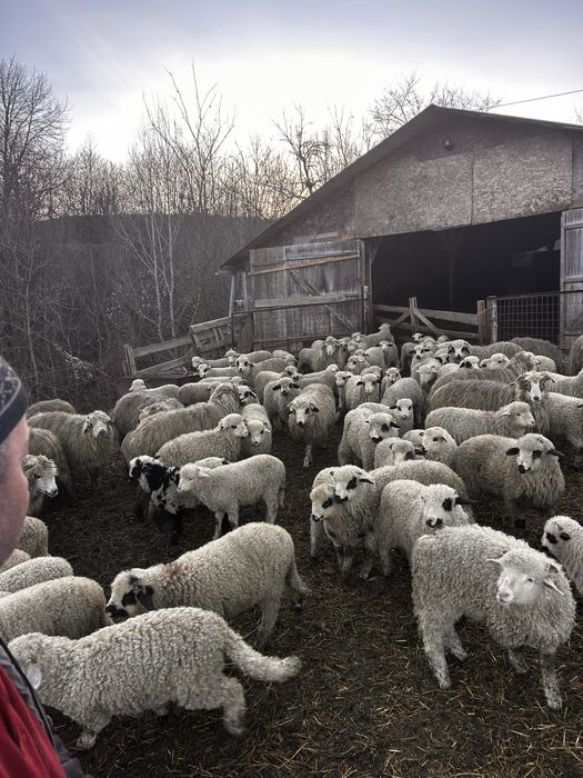 Vand Mieii rasa Turcana !