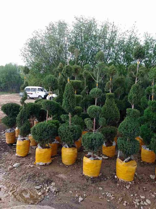 Manzarali daraxt kuchatlar