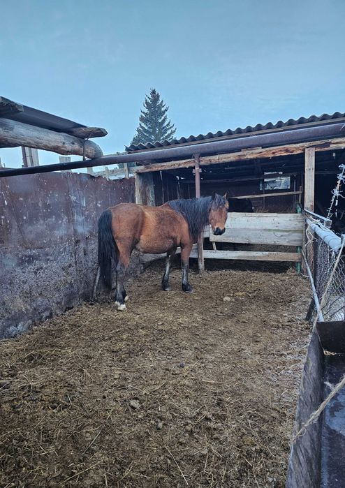 Буаз бие сатылады