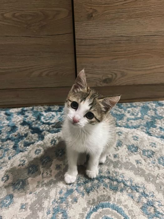 Отдам в добрые руки котенка