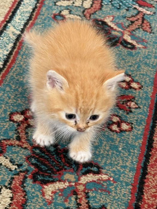 Отдам котят в добрые руки