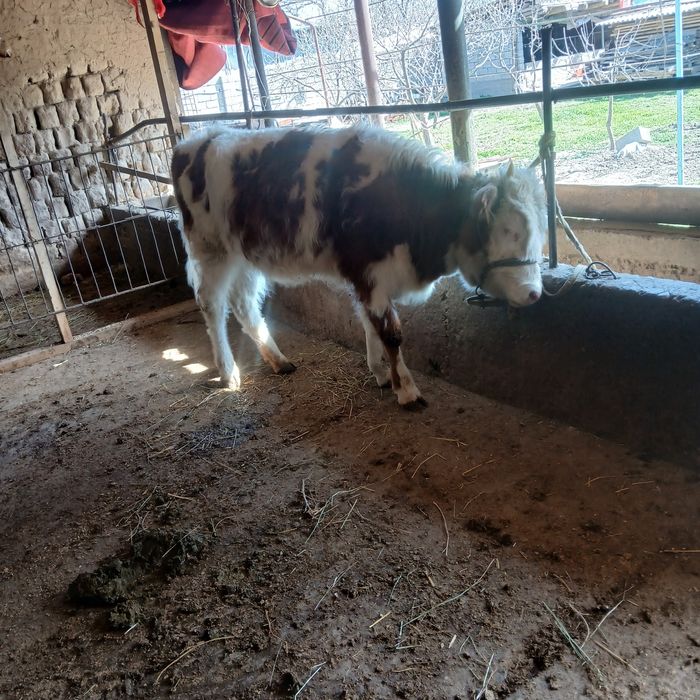 Сементол сатылады