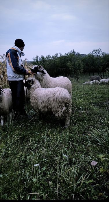 Berbec ,brez disponibil