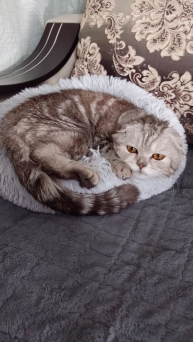 Котята шатланской