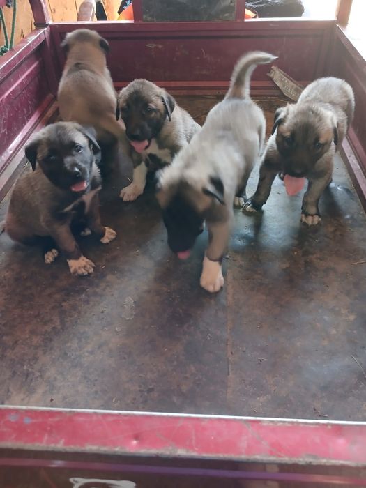 Berbeci,oi,miei de rasă