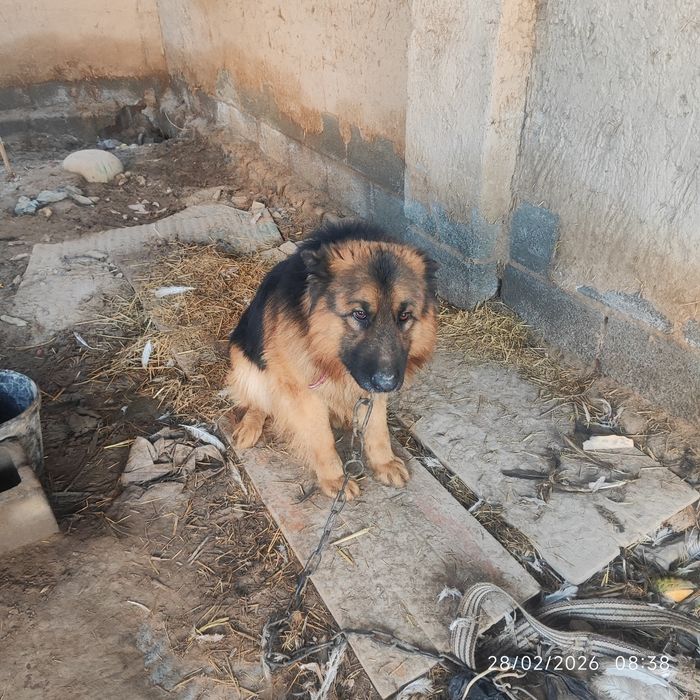 Opcharki it sotiladi