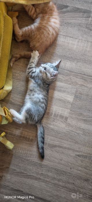 Отдам котят тем кто действительно нуждается в добрые руки . Котятам