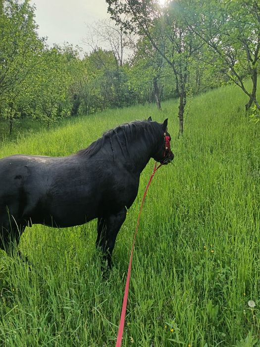 Armăsar negru 3 ani