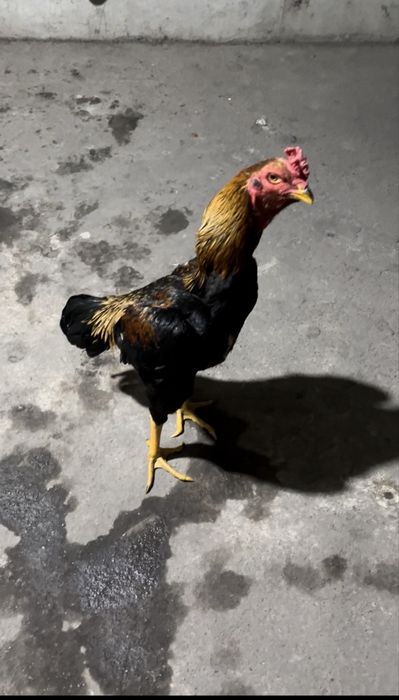 Продам питуха дакан