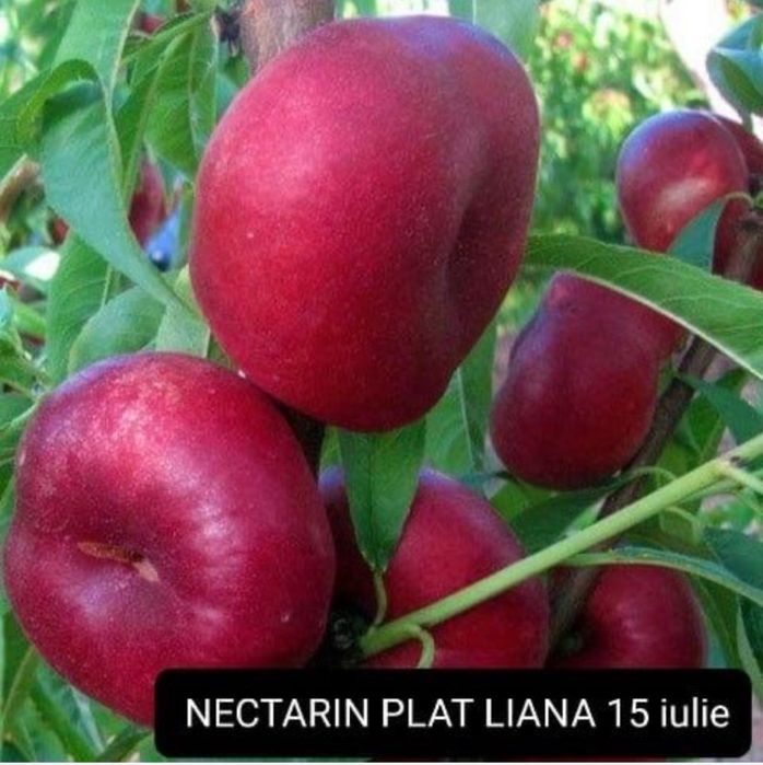 Pomi fructiferi anul 3,calitate excelentă