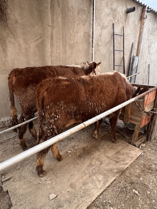 бычки откорм акбас