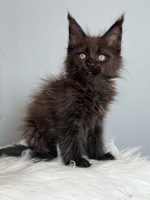 Мейн кун котенца / Мейн куун котенца / Maine coon kittens