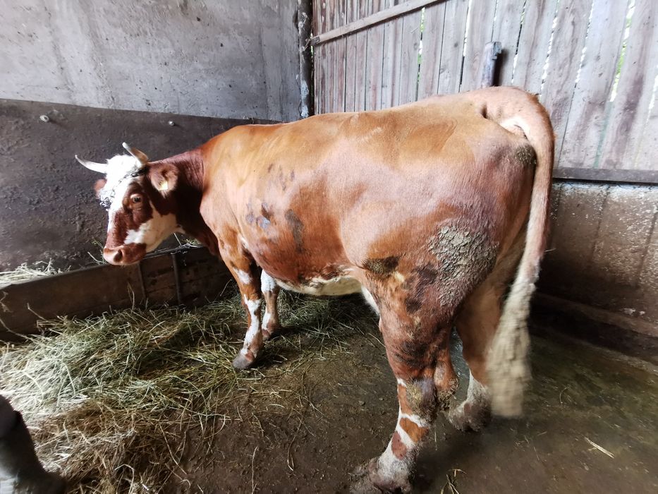 Vând vacă Baltă Românească gestantă