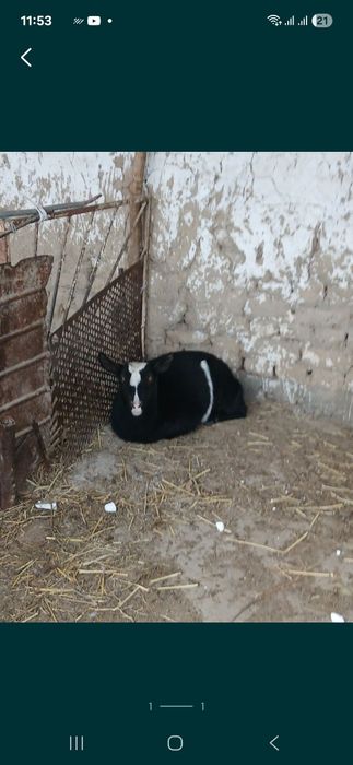 Алписки ешки ургашы 2 жасар сатылады