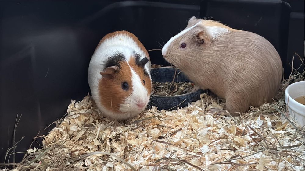 Porcusor de guineea