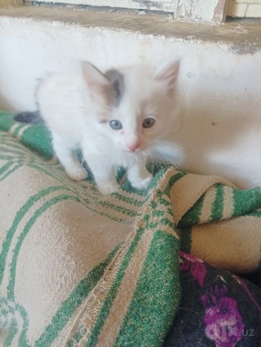 Продаются котята, родились 6 сентября