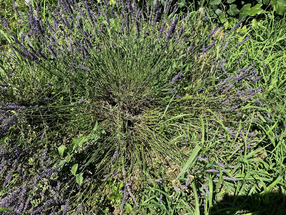 Saculeti lavanda