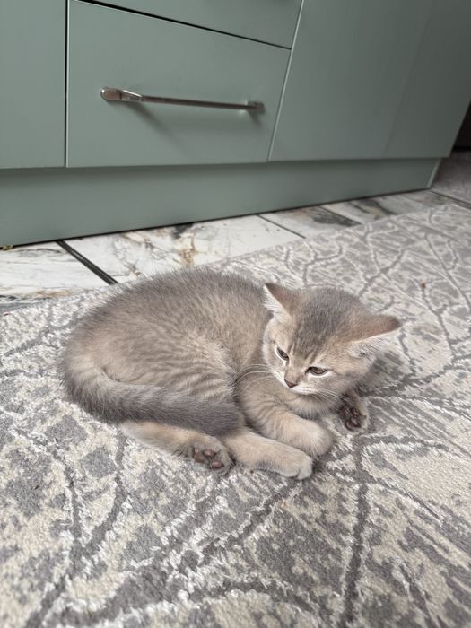 Котенок пародистый